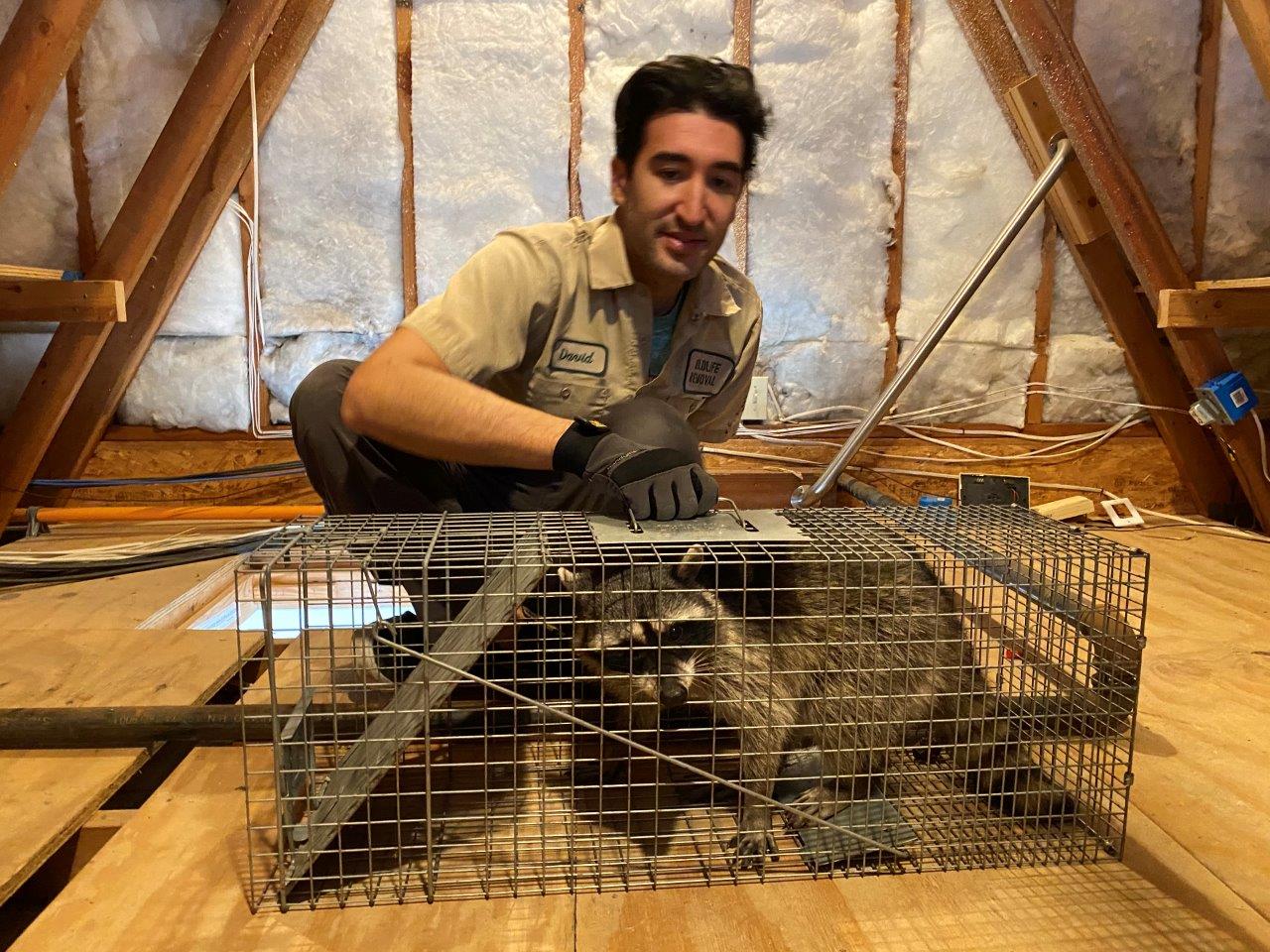 South Bend raccoon trapping